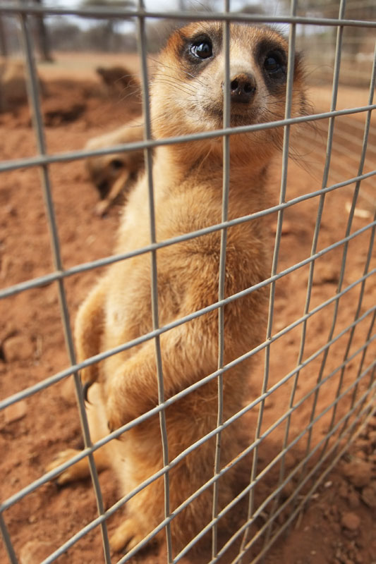 Kimberley, South Africa: Meerkats